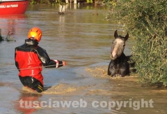 Il salvataggio di Sbirulino