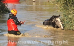 Il salvataggio di Sbirulino