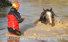 Il salvataggio di Sbirulino