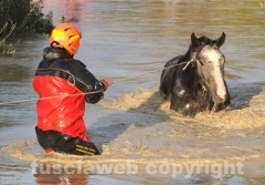 Il salvataggio di Sbirulino