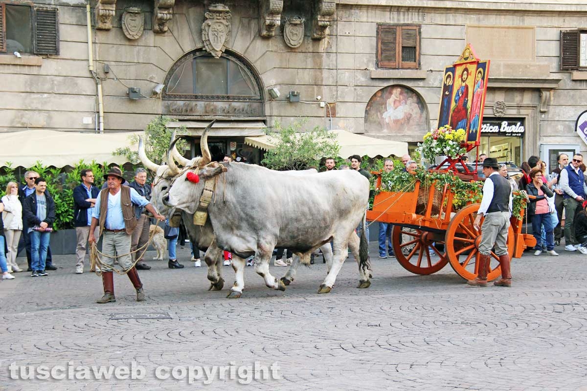 Viterbo - Il santissimo Salvatore tra le vie del centro