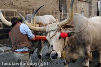 Viterbo - Il santissimo Salvatore tra le vie del centro