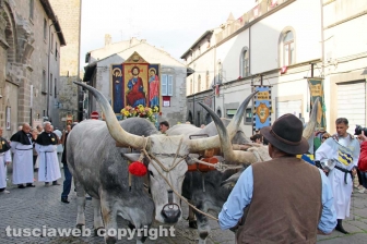 Viterbo - Il santissimo Salvatore tra le vie del centro