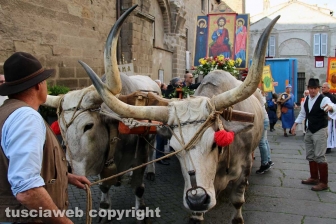 Viterbo - Il santissimo Salvatore tra le vie del centro