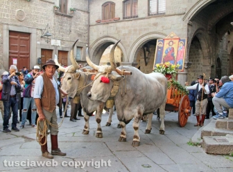 Viterbo - Il santissimo Salvatore tra le vie del centro