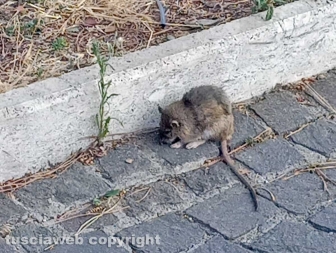 Viterbo - Il topo del Sacrario