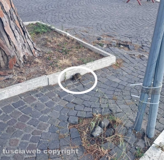 Viterbo - Il topo del Sacrario