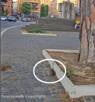 Viterbo - Il topo del Sacrario