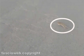 Viterbo - Il topo del Sacrario