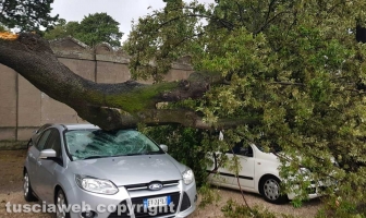 Maltempo - Viterbo - Cimitero - Crollano gli alberi sulle auto