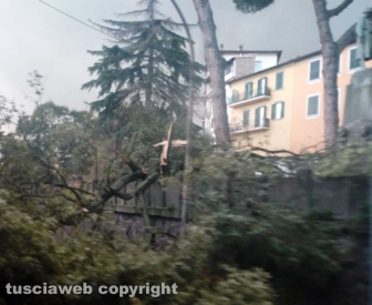 Soriano nel Cimino - Un albero spezzato