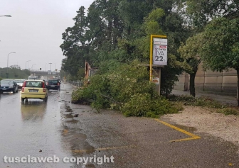 Maltempo - Viterbo - Cimitero - Crollano gli alberi sulle auto