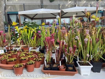 Inaugurata la Festa delle ortensie