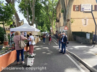 Inaugurata la Festa delle ortensie a Bolsena