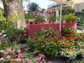 Inaugurata la Festa delle ortensie a Bolsena