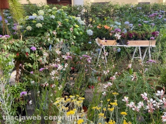 Inaugurata la Festa delle ortensie a Bolsena