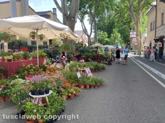 Inaugurata la Festa delle ortensie a Bolsena