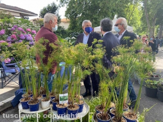 Inaugurata la Festa delle ortensie a Bolsena