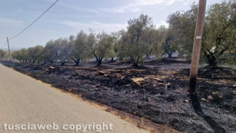 Viterbo - Vasto incendio a Monterazzano