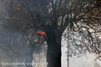 Viterbo - Vasto incendio al cimitero San Lazzaro - L'intervento dei soccorritori