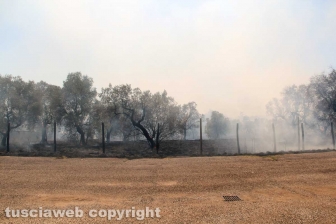 Viterbo - Vasto incendio al cimitero San Lazzaro - L'intervento dei soccorritori