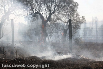 Viterbo - Vasto incendio al cimitero San Lazzaro - L'intervento dei soccorritori