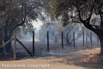 Viterbo - Vasto incendio al cimitero San Lazzaro - L'intervento dei soccorritori