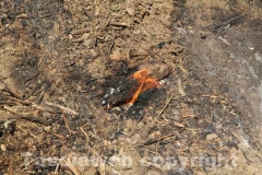 Incendio a ridosso dell\'ospedale