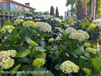 Bolsena - La 25esima edizione della festa delle ortensie