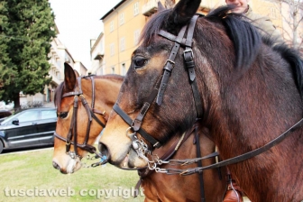 La benedizione degli animali