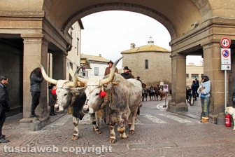 La benedizione degli animali