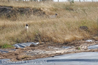 La bomba ecologica della discarica del Cinelli
