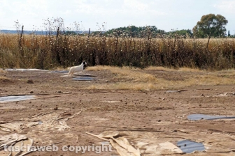 La bomba ecologica della discarica del Cinelli