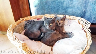 La Casa di Chicca e l'Oasi Luna