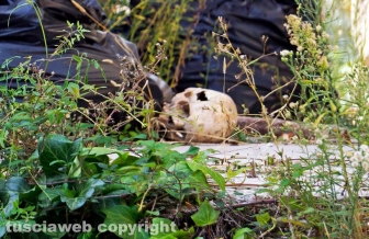 La chiesa di Valle Faul