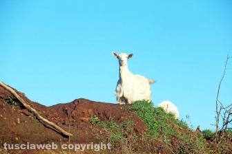 La discarica del Cinelli nel 2022