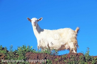 La discarica del Cinelli nel 2022