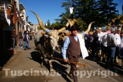 La festa della Madonna del Monte - Foto Fausto Cappelli