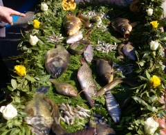 La festa della Madonna del Monte - Foto Fausto Cappelli