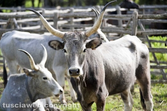 Tarquinia - La festa della Merca