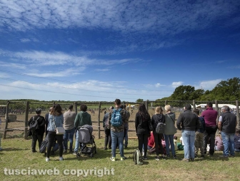 Tarquinia - La festa della Merca