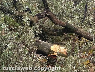 Il leccio crollato sulla fontana del Gambero