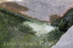 La fontana del Vignola lercia