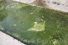 La fontana del Vignola lercia