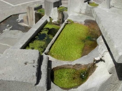 La fontana del Vignola sommersa dalla melma