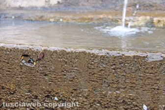 Viterbo - La fontana di piazza della Rocca