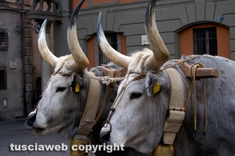 La giornata della benedizione degli animali
