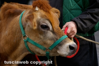 La giornata della benedizione degli animali