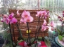 La magia delle orchidee