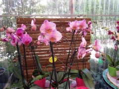 La magia delle orchidee - La mostra mercato da Pugliesi a Vignanello